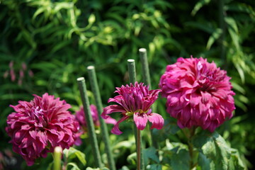 Fototapeta premium Light Red Flower of Dahlia in Full Bloom 