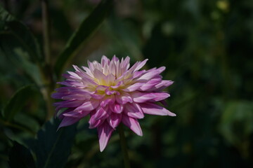 Faint Pink Flower of Dahlia in Full Bloom
