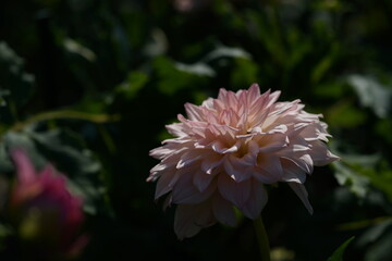 Faint Pink Flower of Dahlia in Full Bloom
