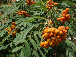 orange rowan berries and openwork leaves on rowan branches, selective focus, blurred background