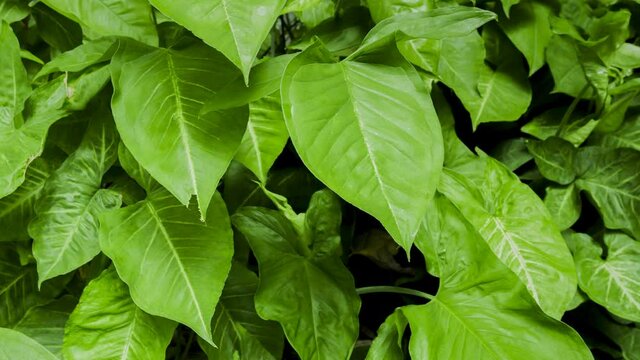Footage 4k Hyperlapse, Fresh green leaves on a tree sway in the wind, Beautiful background pattern of green leaves, Lush foliage, greenery in a paradise garden. Abstract natural dark green jungle.