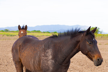 Obraz premium Pregnant horse and filly on a field