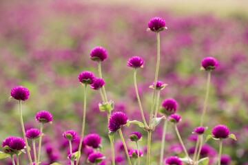 Fototapeta premium purple Globe Amaranth