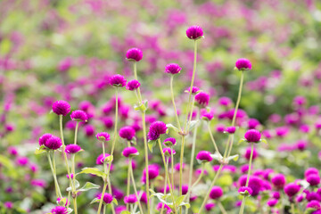 purple Globe Amaranth