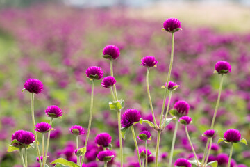 purple Globe Amaranth