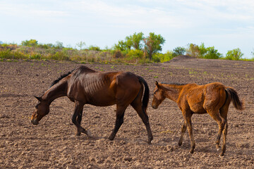 Pregnant horse and filly on a field