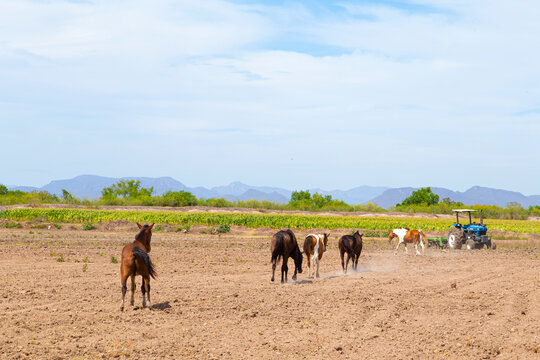 herd of horses on a field 