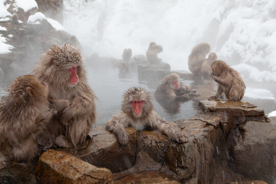 温泉に入る猿」の写真素材 | 1,719件の無料イラスト画像 | Adobe Stock