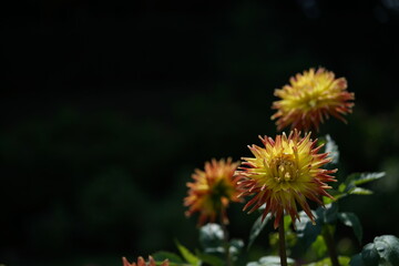 Light Orange Flower of Dahlia in Full Bloom
