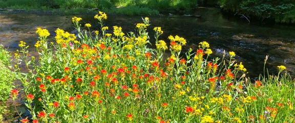 Colorful sunlit wildflowers brighten the banks of a river flowing through a shaded wooded area.