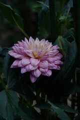 Faint Pink Flower of Dahlia in Full Bloom
