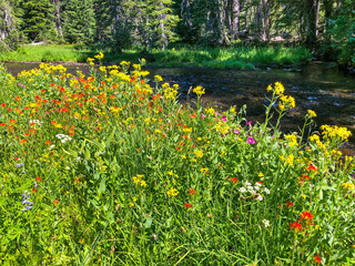 Colorful sunlit wildflowers brighten the banks of a river flowing through a shaded wooded area.