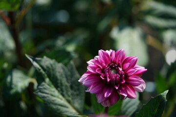 Light Red Flower of Dahlia in Full Bloom