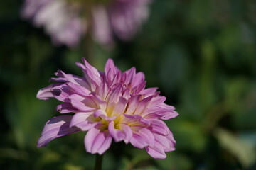 Light Pink Flower of Dahlia in Full Bloom
