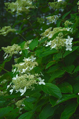 ノリウツギと言う白いアジサイの花。北海道、日本。