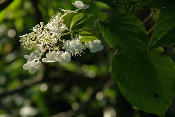 紫陽花の一種ノリウツギの白い花。北海道、日本。