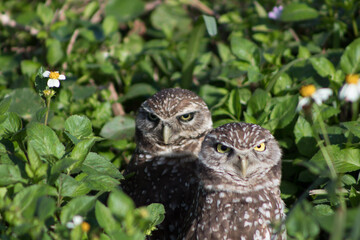 a pair of burrowing owls