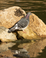 Lone pigeon on sandstone rocks by lake edge