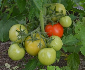 tomatoes in the garden