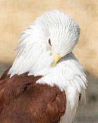 Brahminy Kite, Haliastur indus, preening white feathers with yellow beak closeup