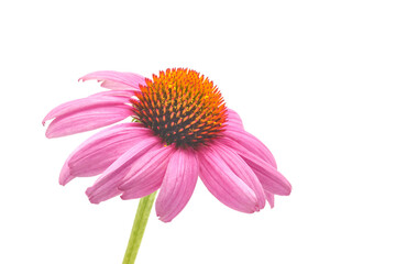Eastern Purple Coneflower