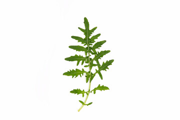 Fresh arugula leaf on white background