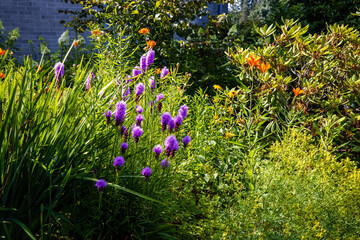 Purple Blazing star, Orange Lilies garden, church grounds