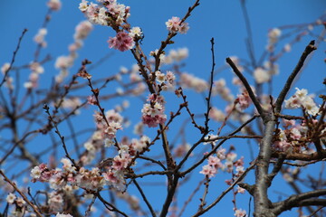 cherry blossom against blue sky