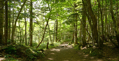 Walk in the Jungle, Shiretoko National Park, Hokkaido, Japan - 370284650