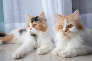 Cute 2 Persian cats lying on the floor