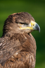 Steppe Eagle, Aquila nipalensis, looking towards right with green background