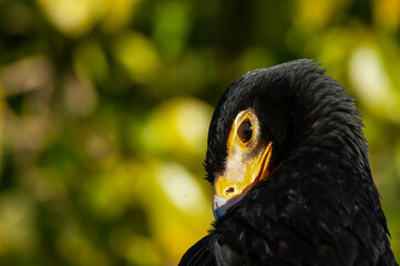 Straited Caracara, Phalcoboenus australis, with blurred foliage background