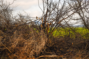 Couple of field thrush birds (Mimus saturninus) in their nest amid tree branches