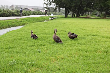 한국 경기도 시흥시 시흥갯골생태공원 입니다