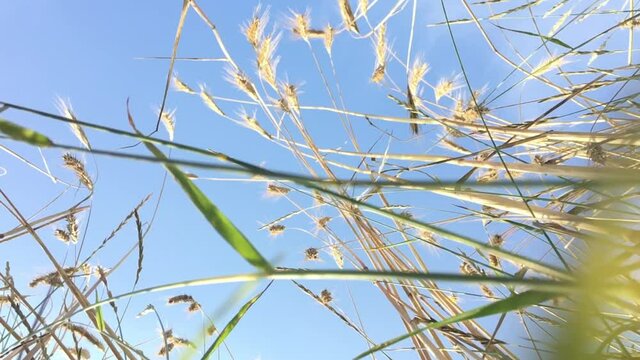 Genetically Modified Rye bottom view angle against blue cloudy sky. Experimental field.Breeding work. GMO products. Slow-motion video