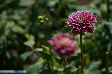 Light Pink Flower of Dahlia in Full Bloom
