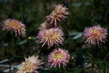 Faint Pink Flower of Dahlia in Full Bloom
