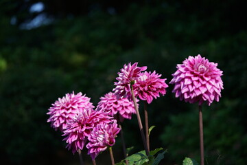 Fototapeta premium Light Pink Flower of Dahlia in Full Bloom 