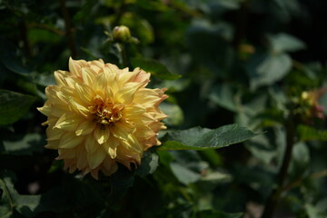 Yellow Flower of Dahlia in Full Bloom
