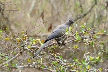 Grauer Lärmvogel im Krüger-Nationalpark in Südafrika