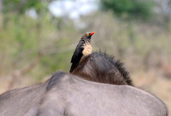 Madenhacker im Krüger-Nationalpark, Südafrika 