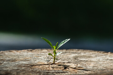New life growth future concept ,a strong seedling growing in the old center dead tree ,Concept of support building a future focus on new life with seedling growing sprout