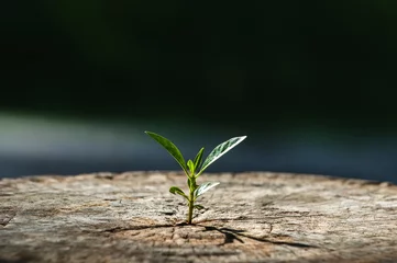 Foto op Canvas New life growth future concept ,a strong seedling growing in the old center dead tree ,Concept of support building a future focus on new life with seedling growing sprout © jes2uphoto