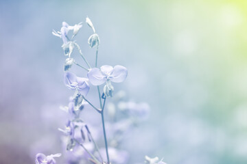 Beautiful flowers in pastel tones for background