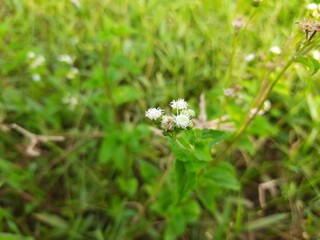 Bandotan (Ageratum conyzoides) is a type of agricultural weed belonging to the Asteraceae tribe. It plant is used to against dysentery and diarrhea, insecticide and nematicide. White flowers in field 
