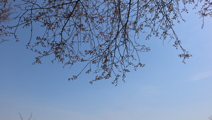 tree branches against blue sky
