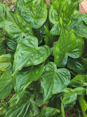 The green leafy plant in the pot is called the alocasia cucullata
