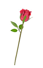 red rose isolated on a white background.