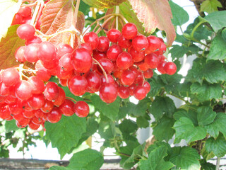 red ripe viburnum berries on the branches