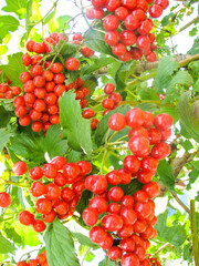 red ripe viburnum berries on the branches